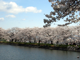治田池と桜